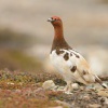 Belokur rousny - Lagopus lagopus - Willow Ptarmigan 3826